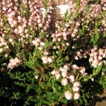Calluna Vulgaris Miriam