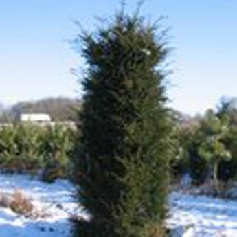 Taxus Baccata Cube