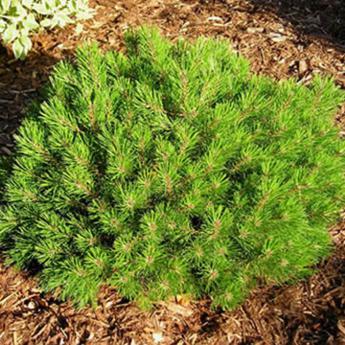 Pinus Mugo Mops