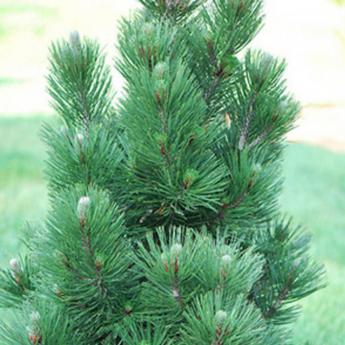 Pinus Leucodermis Satellit
