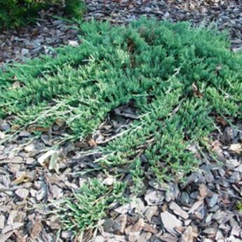 Juniperus Horizontalis Bar Harbor