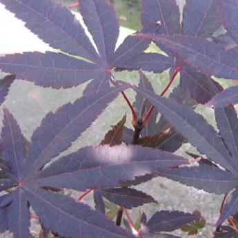 Atropurpureum