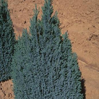 Chamaecyparis Lawsoniana Ellwoodii