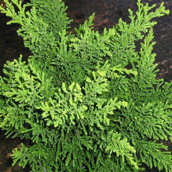 Chamaecyparis Obtusa Draht