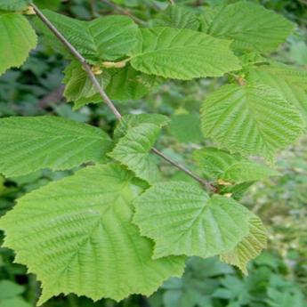 Corylus Avellana