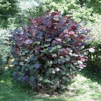 Maxima Purpurea