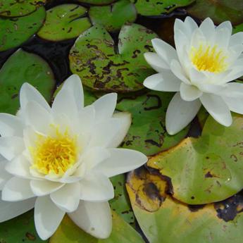 Nymphea Blanc