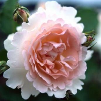 Plume D'Ange