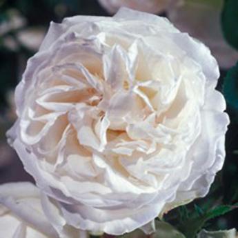 Sombreuil