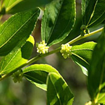 Ziziphus