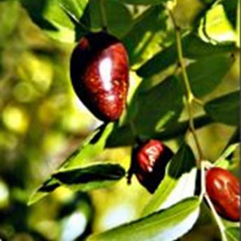 Ziziphus