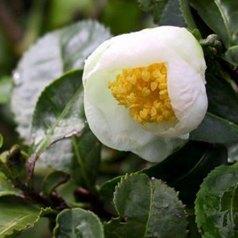Thea Sinensis