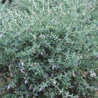 Teucrium Fruticans