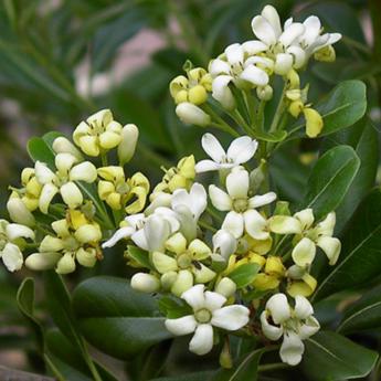 Pittosporum Tobira