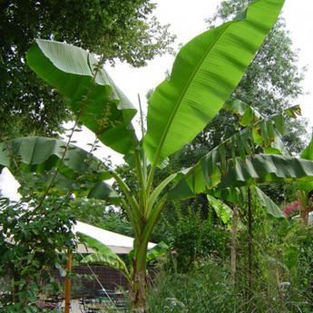 Musa Bajo