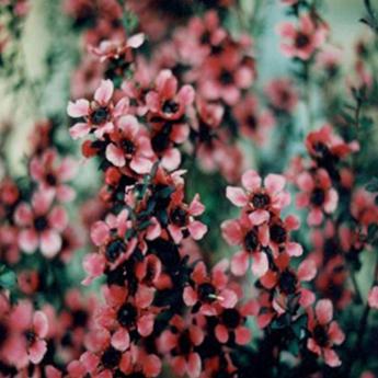 Leptospermum