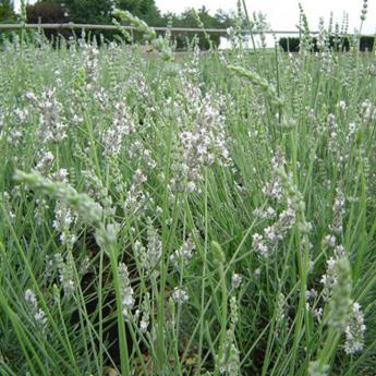 Lavandula Edelweiss