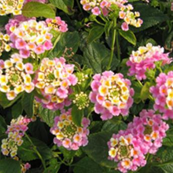 Lantana Camara