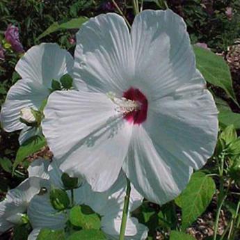 Hibiscus Moscheutos