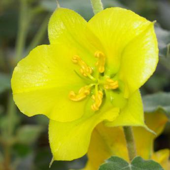 Fremontodendron Californicum