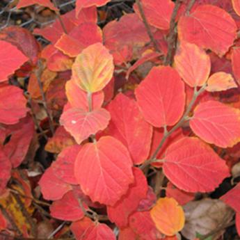 Fothergilla Major