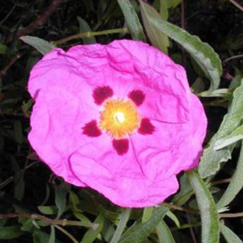 Cistus