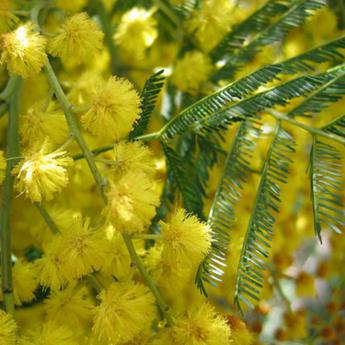Acacia Dealbata