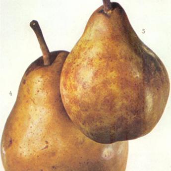 Epine du Mas