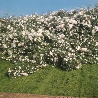 Perle Meillandecor
