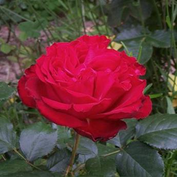 Traviata