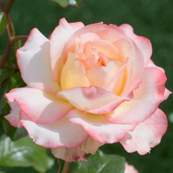 Pierre Tchernia