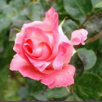 Diane de Poitiers