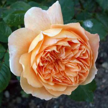 Lady Emma Hamilton