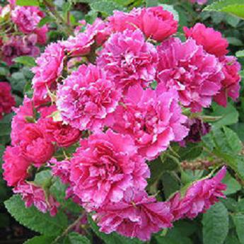Pink Grootendorst