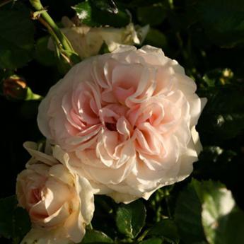 Dronning Margreth
