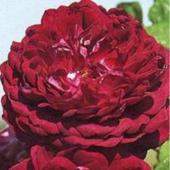 Cardinal de Richelieu