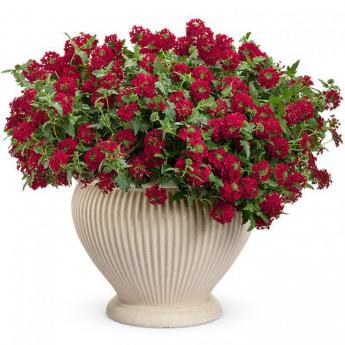 Royal Red