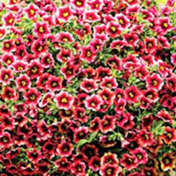 Superbells Cherry Punch Pw