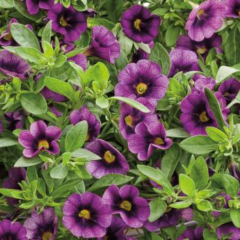 Superbells Imperial Purple Pw®