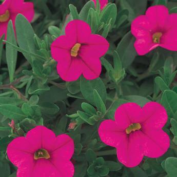 Superbells Pink Pw®