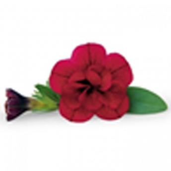 Superbells Double Ruby Pw®