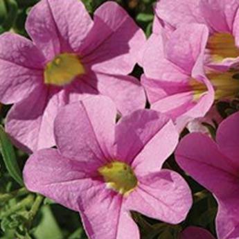 Superbells Light Pink
