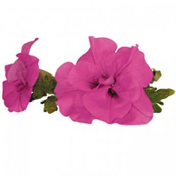 Conchita Doble Pink Pw®