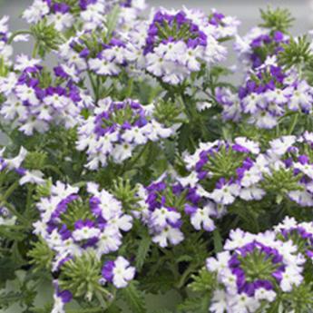 Lanaii Twister Blue  Syngenta