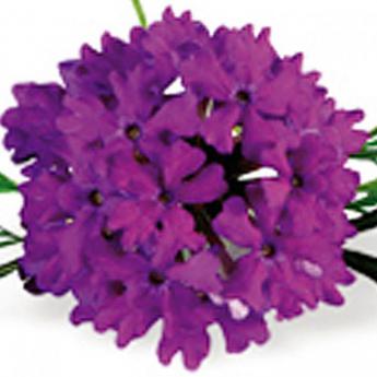Traçante Superbena Violet Blue Lace