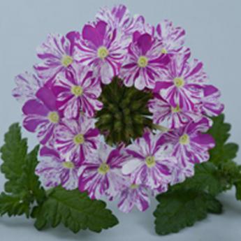 Donalena Twinkle Dark Purple