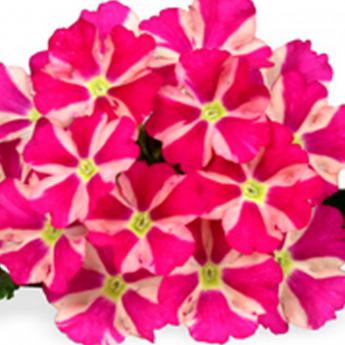 Estrella Pink Star