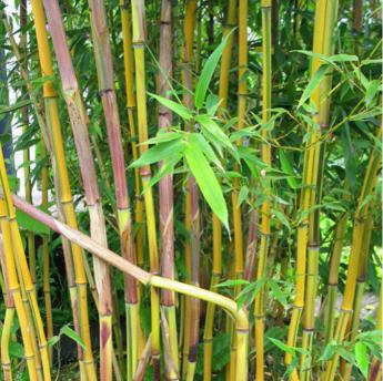 Phyllostachys A. Spectabilis