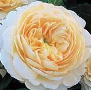 Crocus Rose