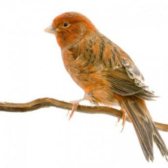 Canari Bronze Rouge
